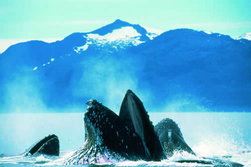 DEEP BLUE